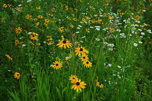 Wildflowers, Delaware Water Gap National Recreation Area (8313 SA).jpg Wildflowers, Delaware Water Gap National Recreation Area (8313 SA).jpg